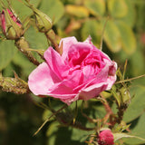 Rose Gipsy (UNISEX) EDP