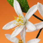 Gucci Fiori di Neroli Perfume EDP 100ml