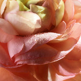 Absolue 1001 Roses EDP (L)