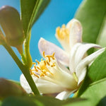 Bvlgari Man Wood Neroli Men Perfume 2oz 60ml EAU DE PARFUM SPRAY