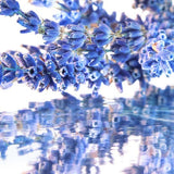 Mon Guerlain Women Perfume 3.4oz 100ml EAU DE PARFUM SPRAY  