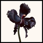 Tom Ford Black Orchid Reserve Parfum 3.3oz 100ml PARFUM SPRAY