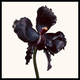 Tom Ford Black Orchid Reserve Parfum 3.3oz 100ml PARFUM SPRAY