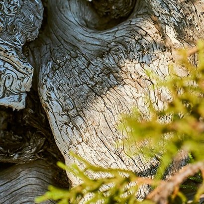 Bvlgari Man Wood Neroli EDP (M) 60ml | Ramfa Beauty